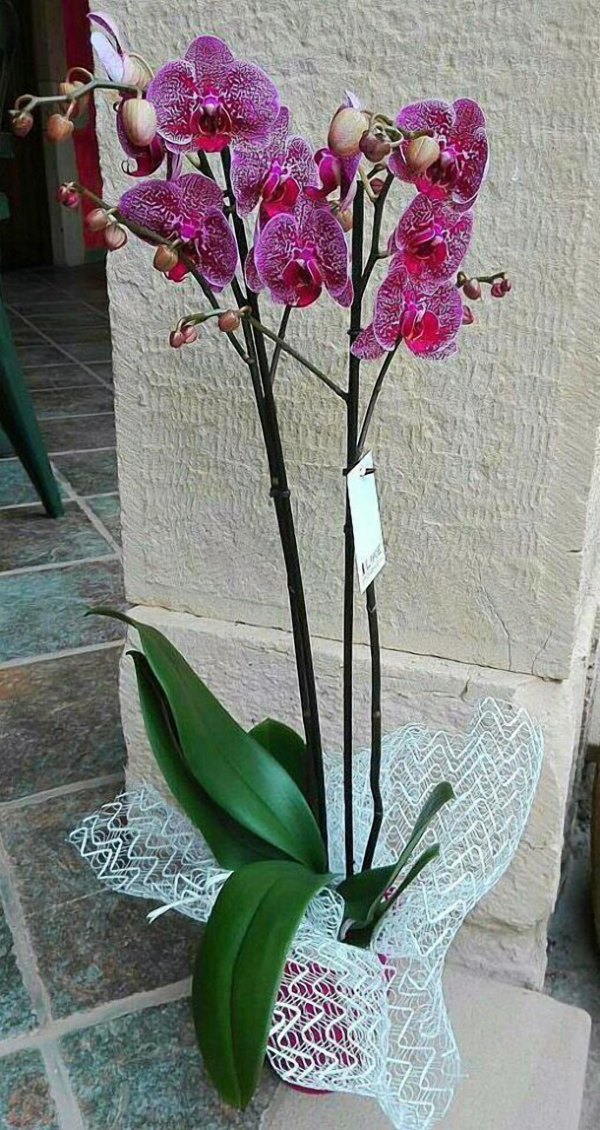 Una orquídea en maceta con una etiqueta, colocada sobre una superficie con un diseño similar a encaje.