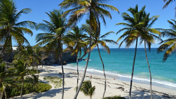 A beach with palm trees and clear blue water. -  Tropical Gecko Studio - Only 80 meters from the Ocean! (Silver Sands)