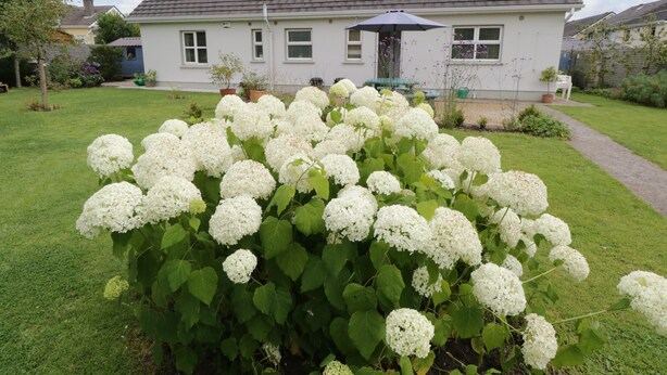 A house with a grey roof and white walls, surrounded by a well-maintained lawn and a bush of white flowers. - 2 Castle Cove (Dromahair)