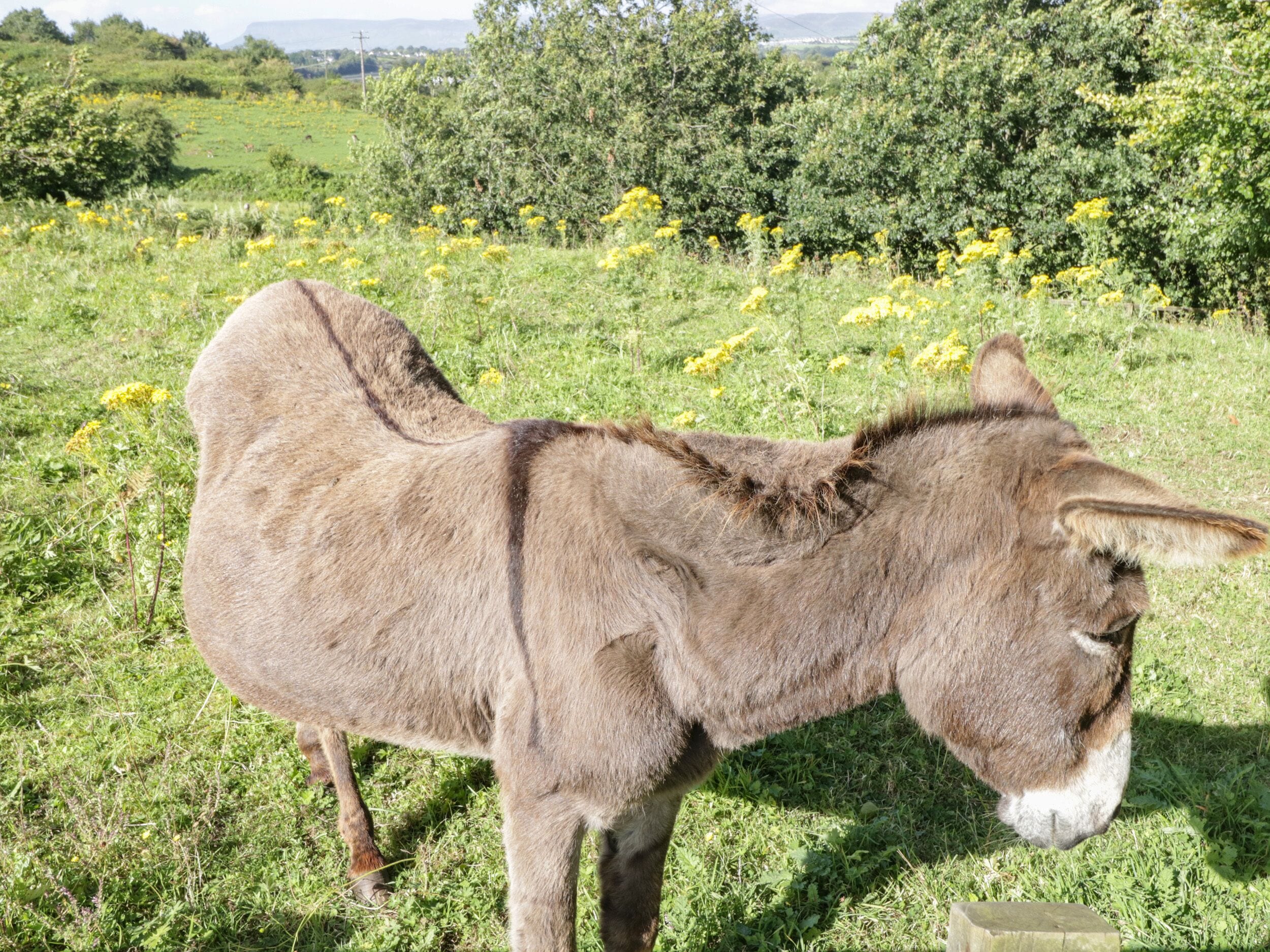 Konaklama yeri alanı