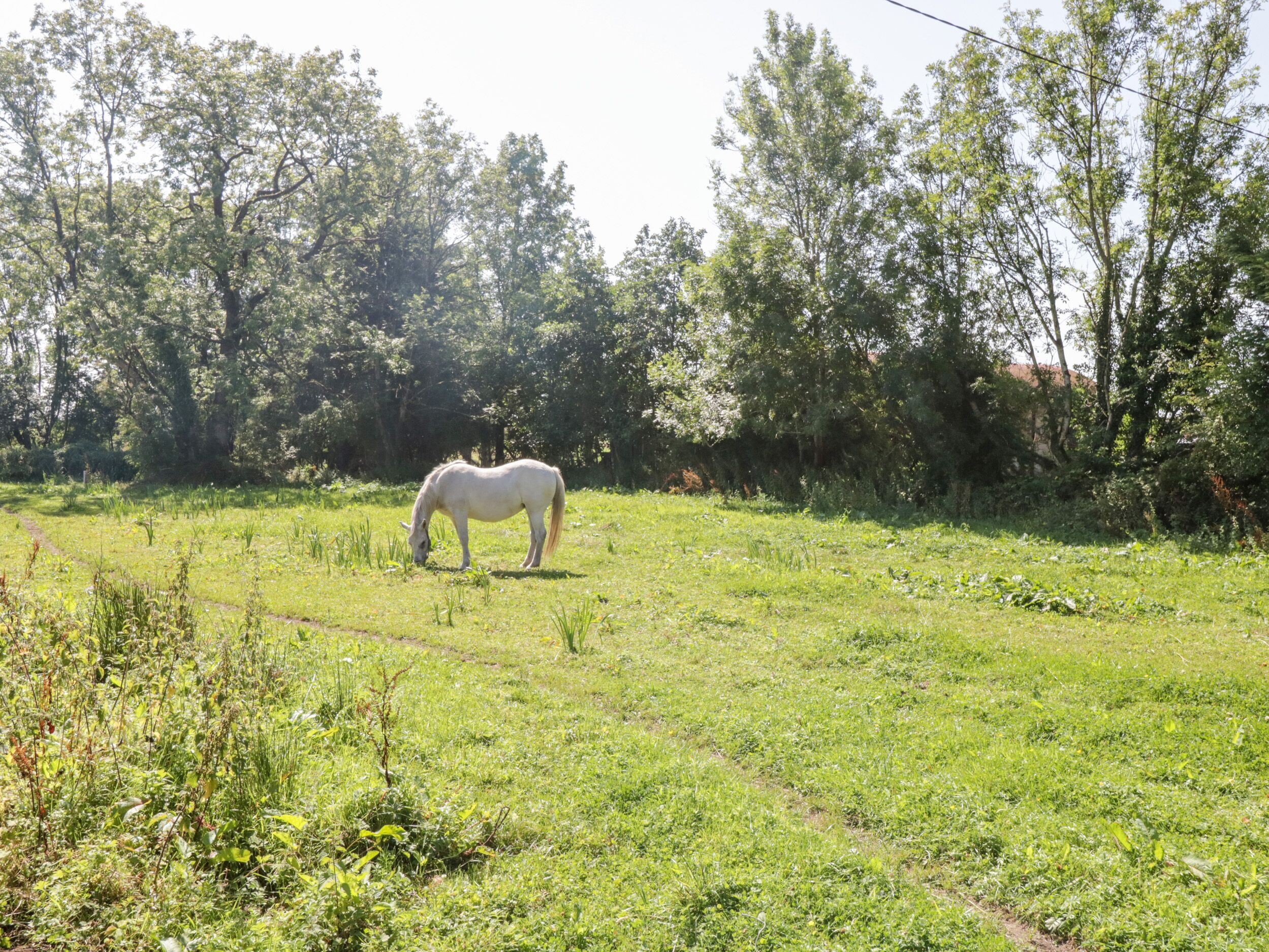 Un caballo blanco pastando en un campo con árboles al fondo.