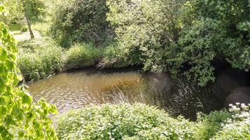 A serene river surrounded by dense greenery and trees.