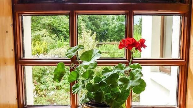 Een potplant met rode bloemen op een houten tafel, bij een raam met uitzicht op groen.