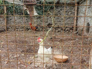 A chicken coop with wire fencing and a stone wall in the background.