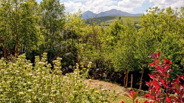 A lush garden with various plants and trees, a stone wall, and a mountain in the background. - Silver Birch House (Carhoonahone)