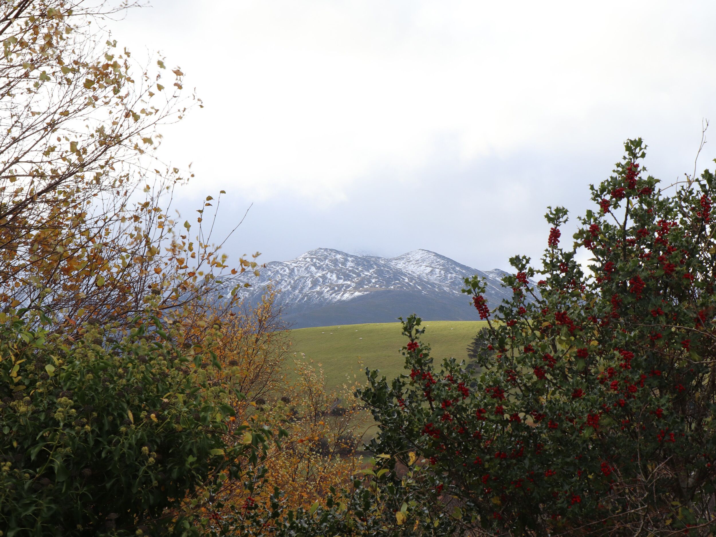 A mountain landscape with a grassy field and trees in the foreground.