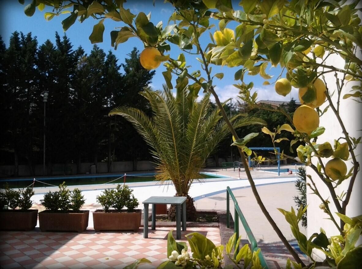 Zona piscina con una palma, piante in vaso e pavimento a scacchi.