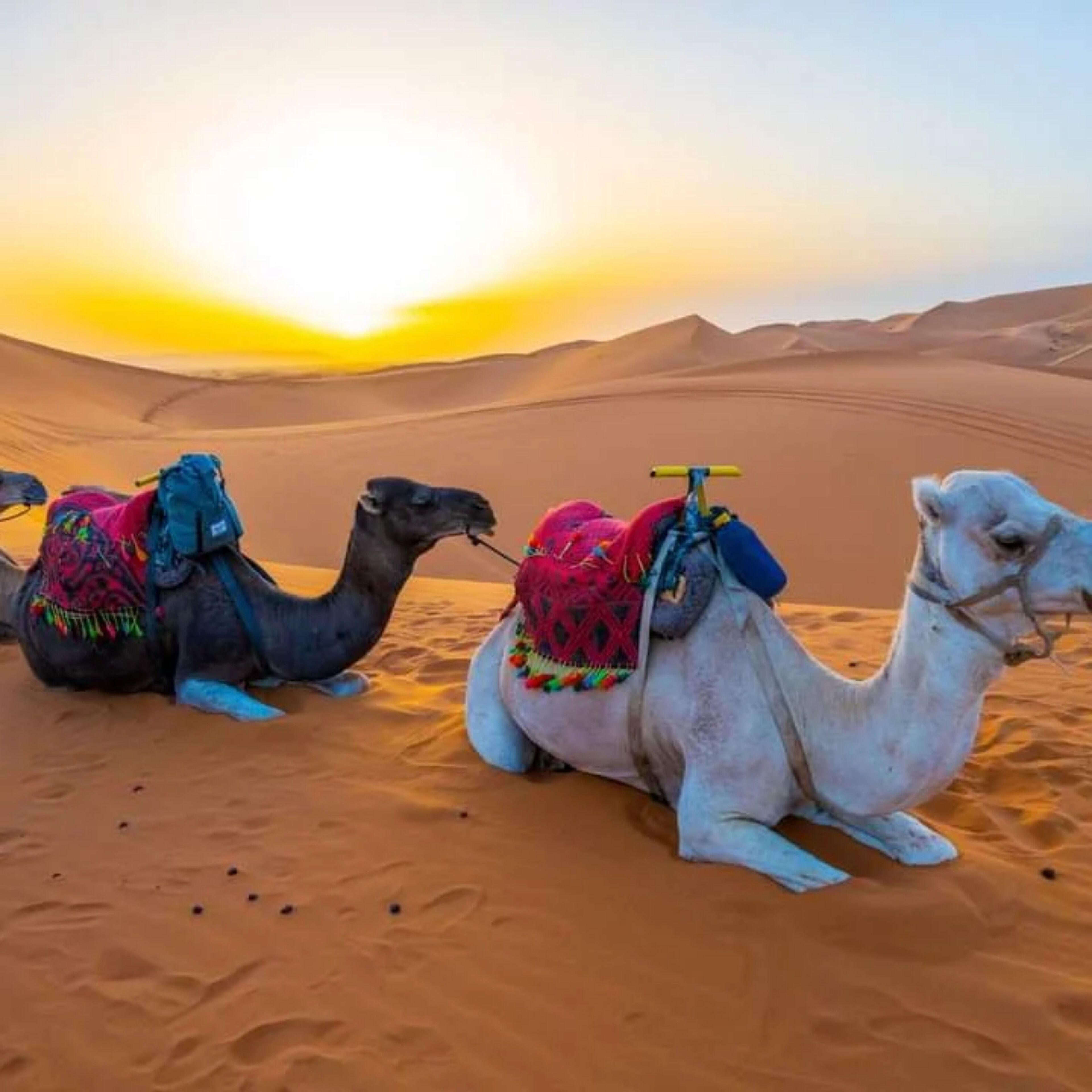 Tres camellos con sillas de montar de colores en un desierto al atardecer.