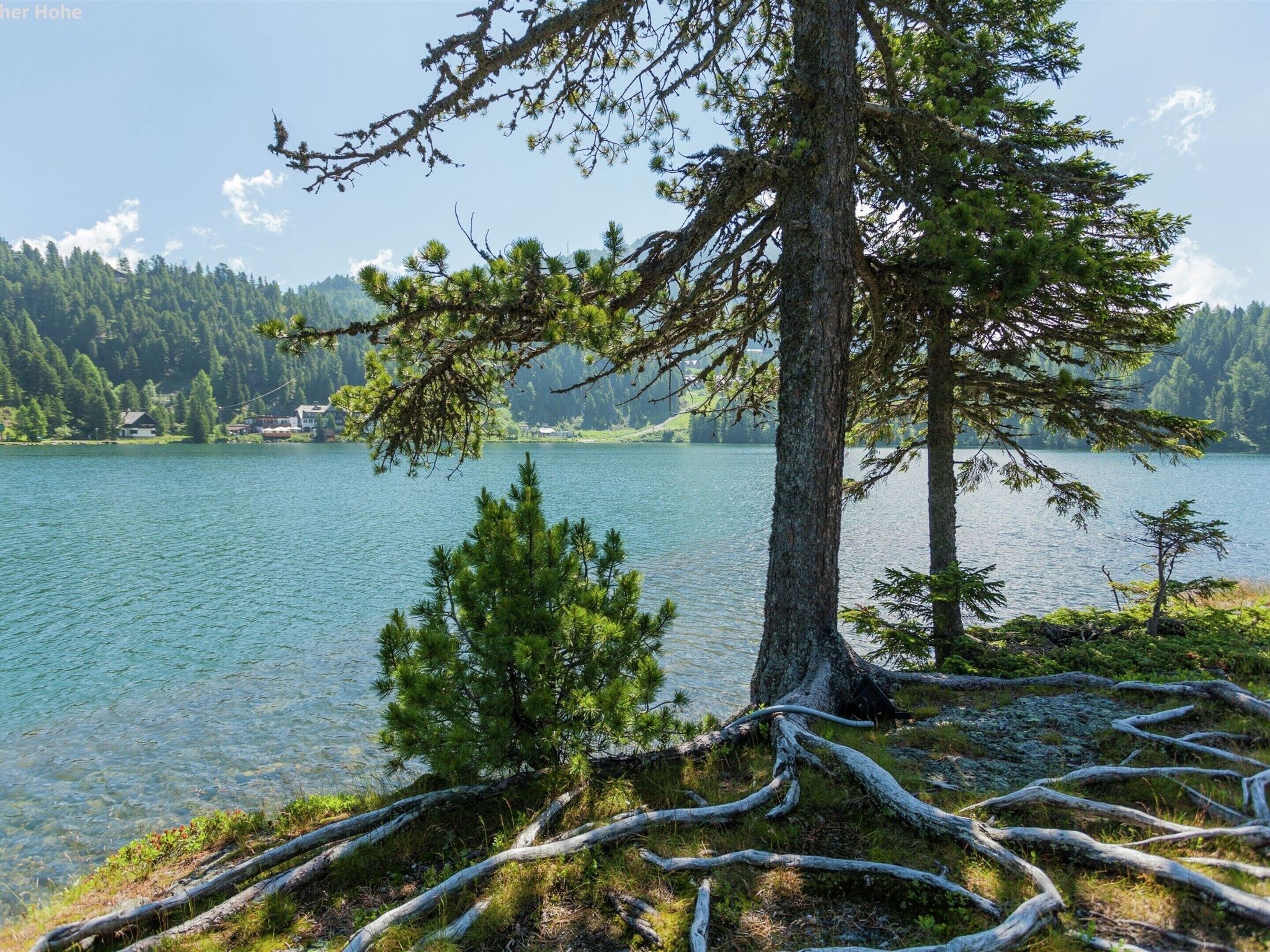Un paysage paisible au bord d’un lac, avec un grand pin bien visible et une souche d’arbre renversée.