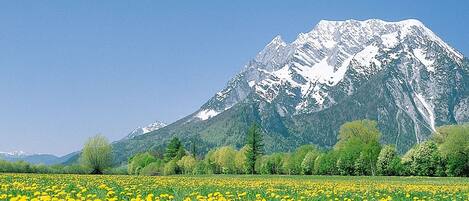 Un campo de flores amarillas frente a una montaña nevada.