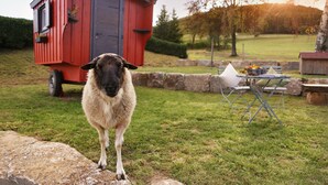 Een schaap staat op het gras met een rode schuur en een tafel met stoelen op de achtergrond.