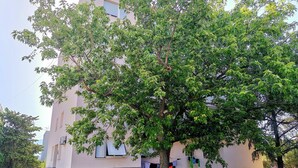 A building with a large tree in front, a parked car, and a visible window with laundry hanging outside. - Apartment Ileora (Split)