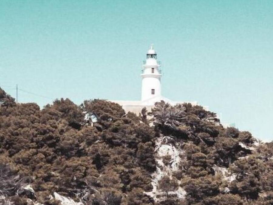 A lighthouse on a hill with dense shrubbery.