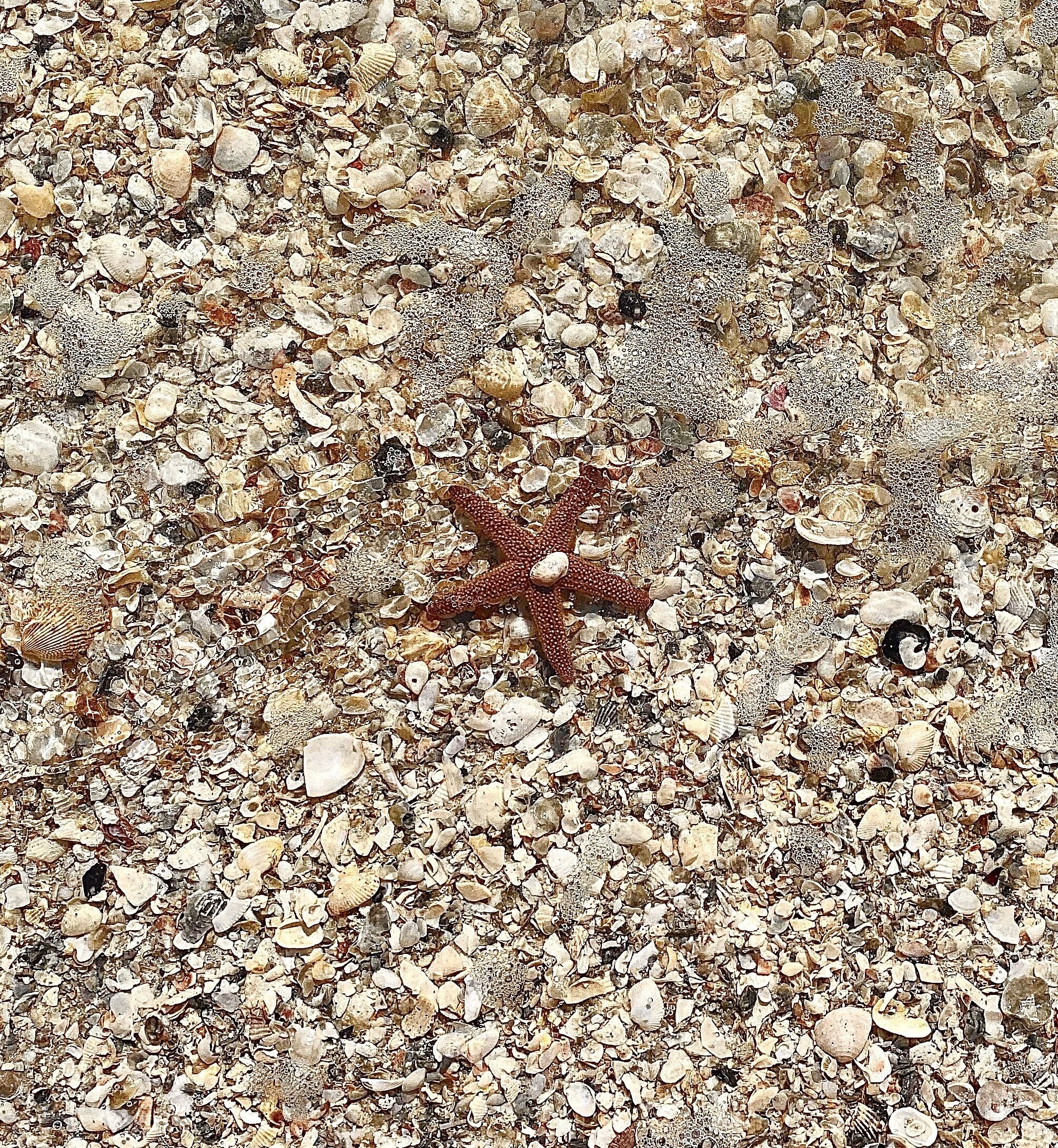 Ein Seestern am Strand mit verschiedenen Muscheln und Kieselsteinen.