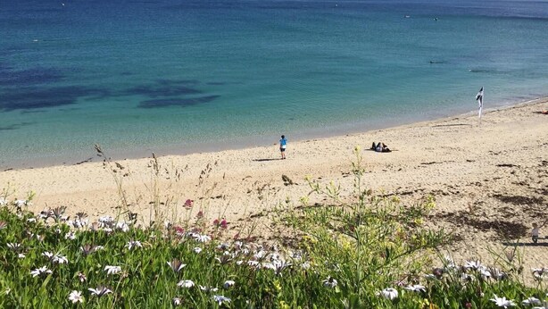 En strand med klart vatten, en sandstrand och lite vegetation i förgrunden.