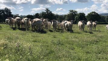 Un troupeau de bovins dans un champ herbeux, avec des arbres en arrière-plan.