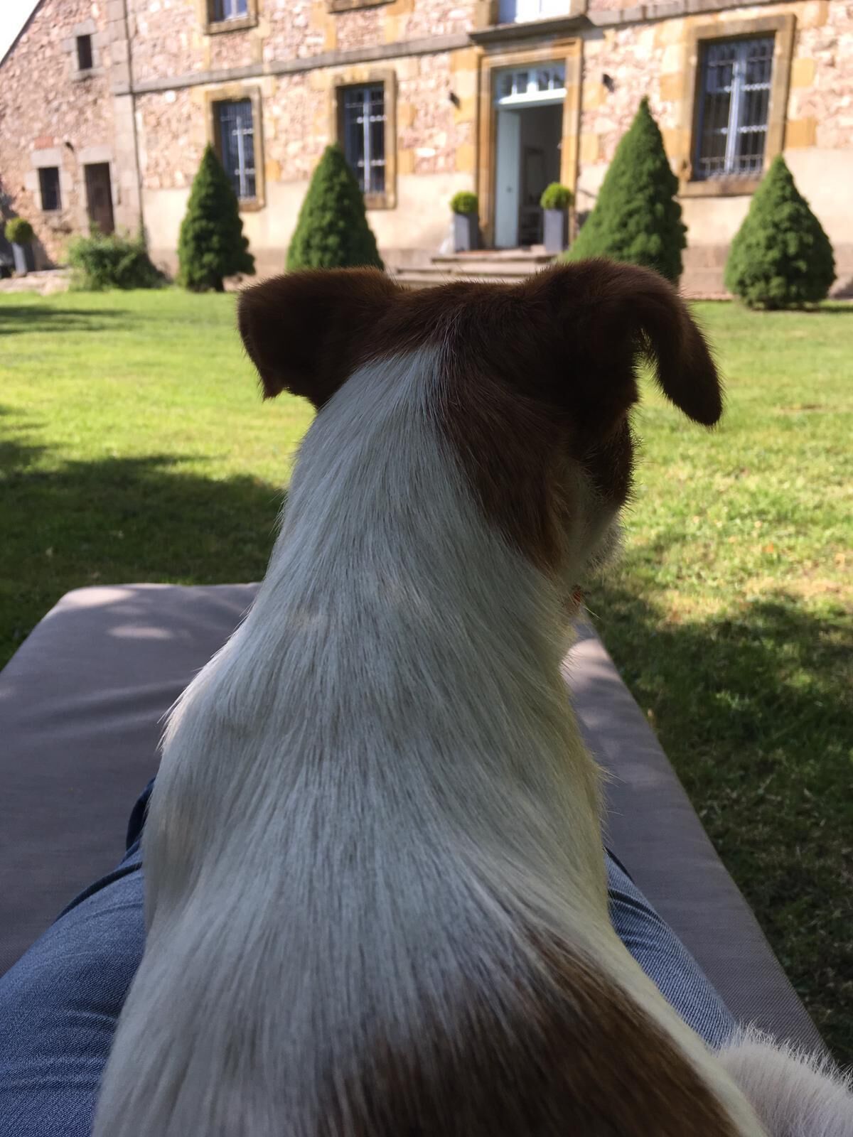 Een hond ligt op een stoel, gericht op een stenen gebouw met een deur en ramen.