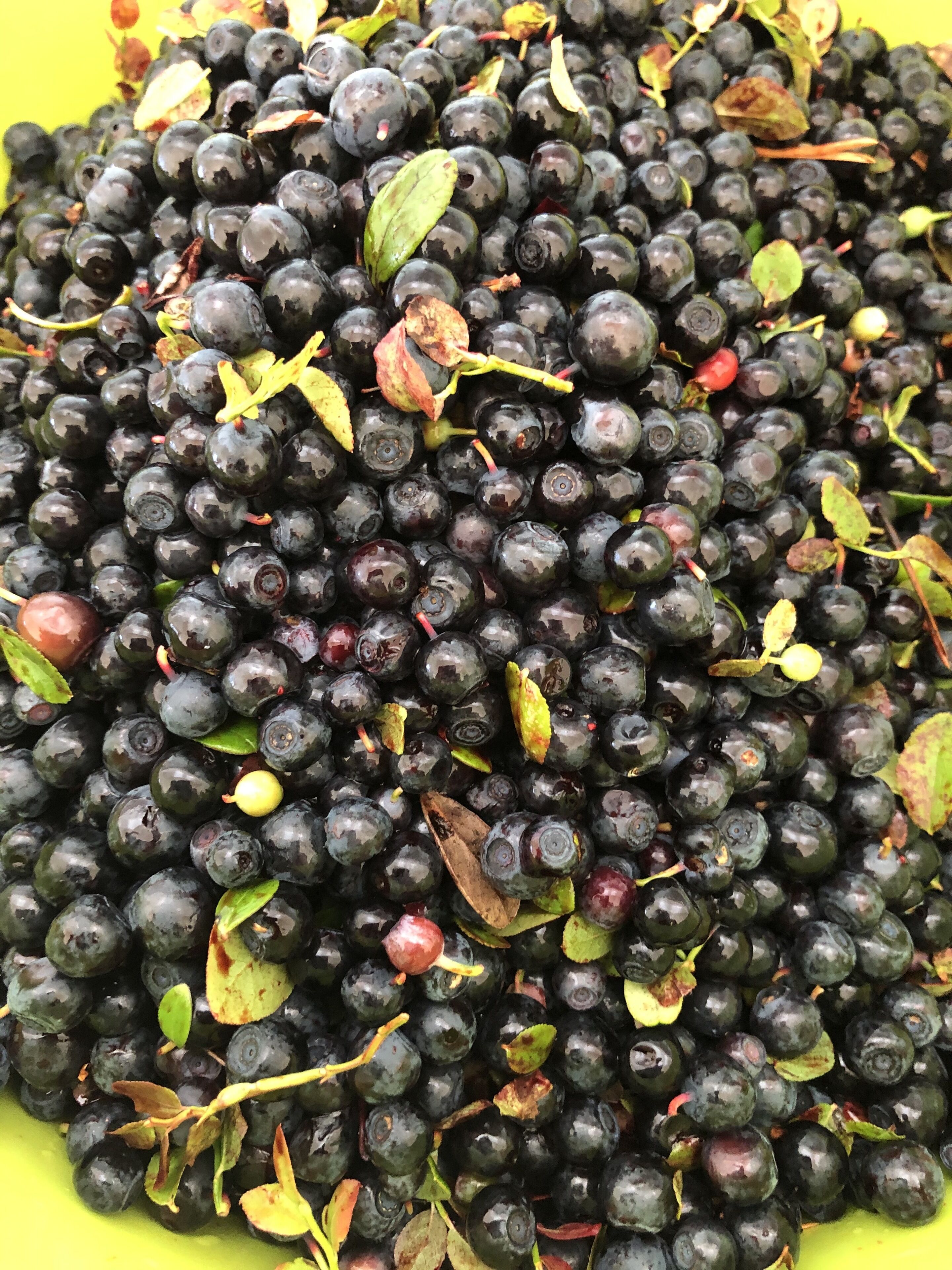 Un montón de zarzamoras con algunas hojas y frutos esparcidos sobre una superficie amarilla.