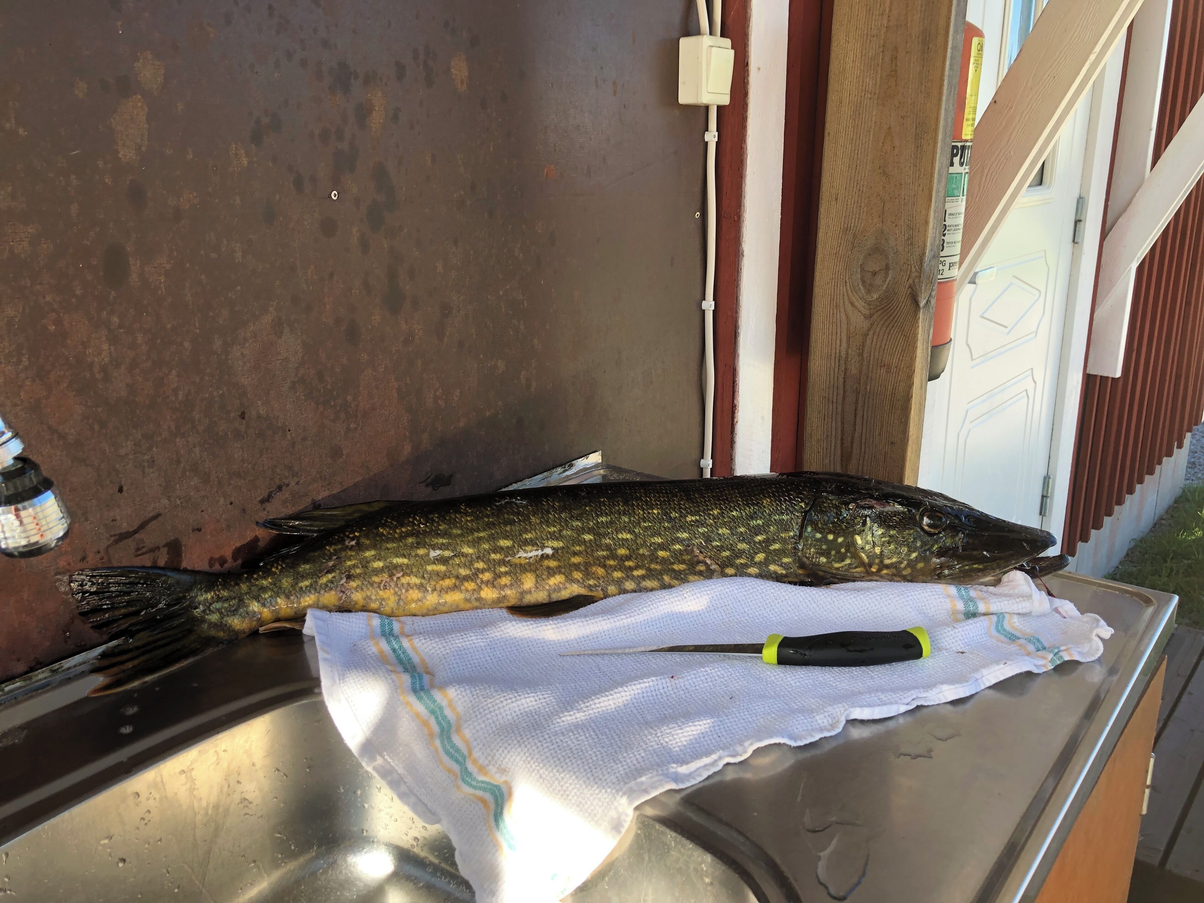 A fish on a towel over a sink.