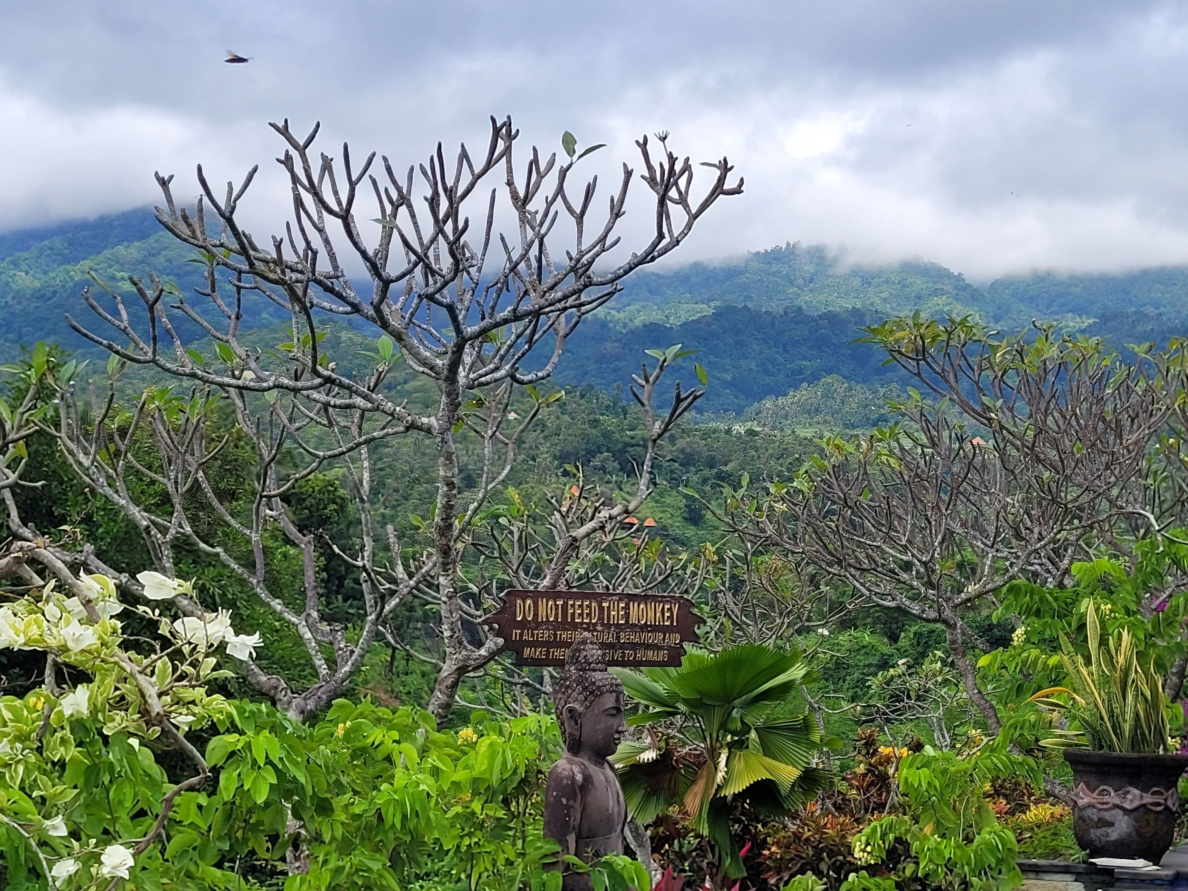 A sign with a message about not feeding monkeys, surrounded by lush greenery and a mountainous backdrop.