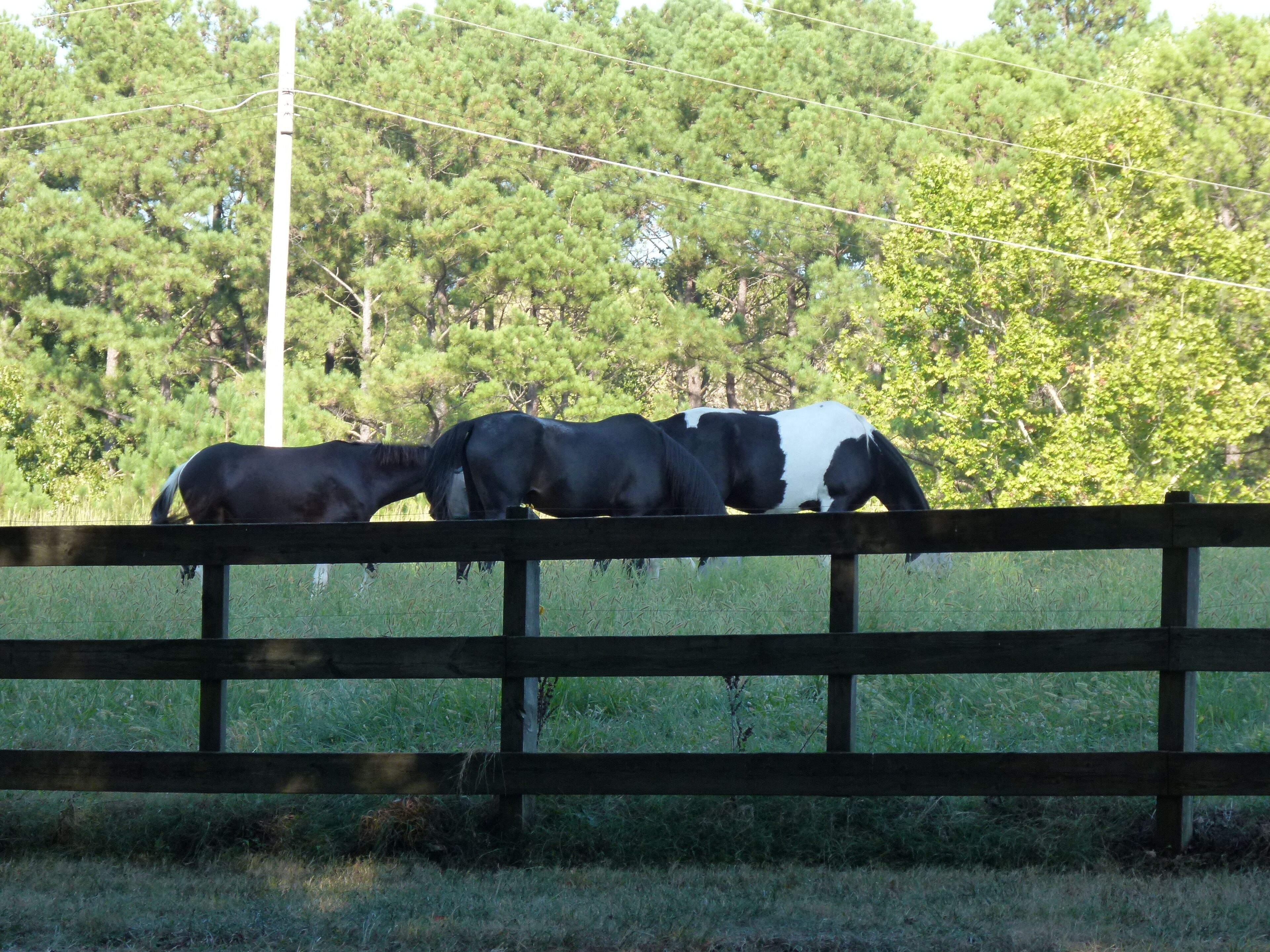 A wooden fence with horses grazing behind it.