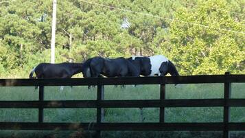 A wooden fence with horses grazing behind it.