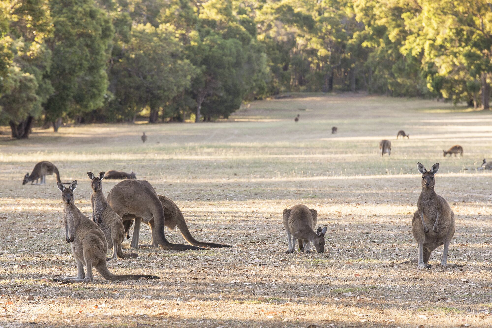 A group of kangaroos in a dry, open field with sparse vegetation and trees in the background.