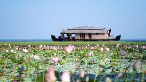 Uma casa de barcos tradicional com telhado de palha, localizada em uma área aquática repleta de nenúfares.