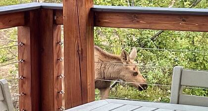 Nyt varaat vuodenajan 2020 "vasta rakennetussa mökissä"