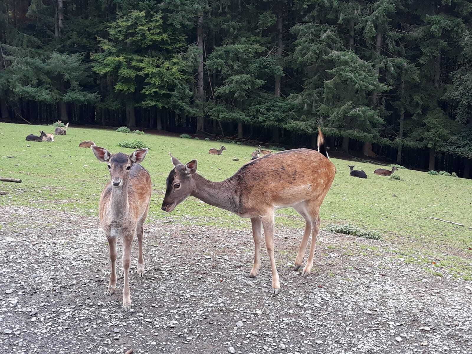 Un cerf se trouve dans une zone herbeuse, avec des arbres en arrière-plan.