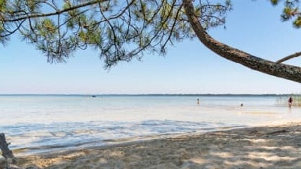 A beach with clear water, a sandy shore, and a tree.