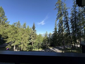 A forested area with tall trees and a clear sky.