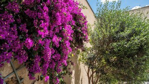 Un bâtiment dont un mur est recouvert de fleurs violettes éclatantes, avec un arbre et une clôture en métal.