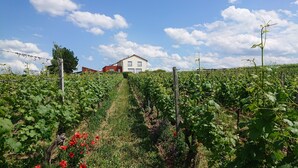 A vineyard with rows of grapevines, a house in the background, and a clear sky. - Weinbergshof Rickel (Kitzingen)