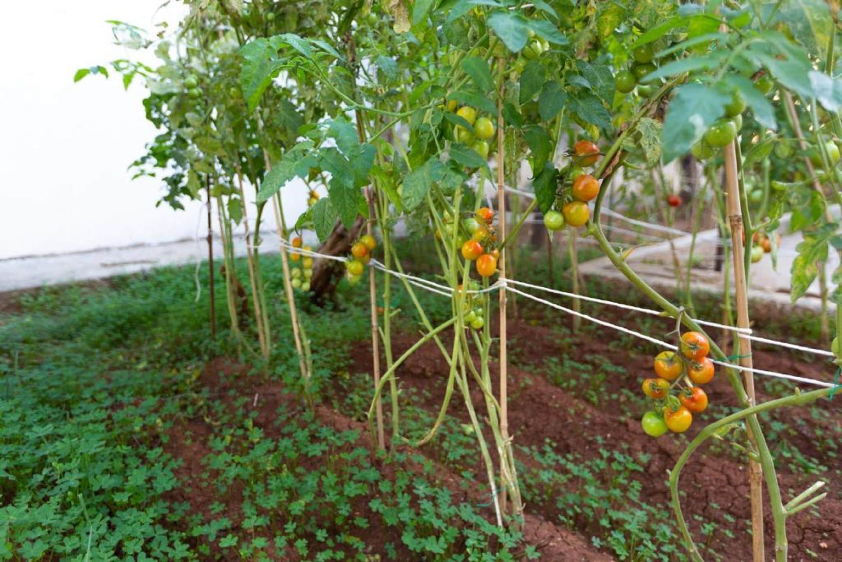 Foto - Aladdin's Hostel