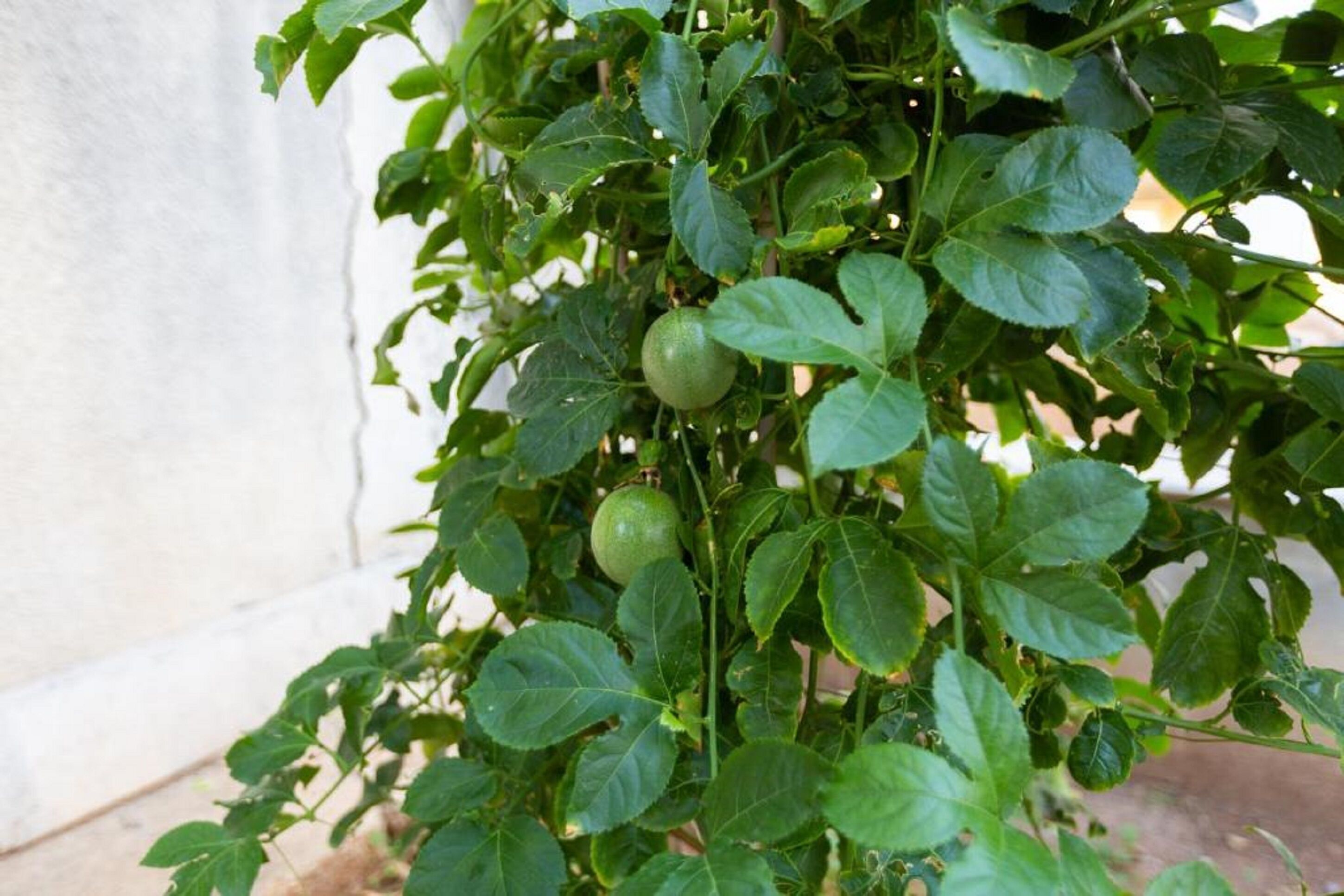 Foto - Aladdin's Hostel