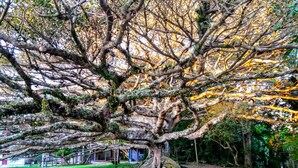 A large tree with a bench in a park. - Lagoa Country Club (Cidreira)