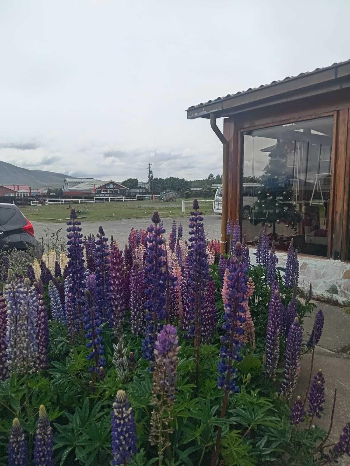 Un edificio con facciata in vetro e tetto in legno, circondato da un campo di fiori di lupino viola.