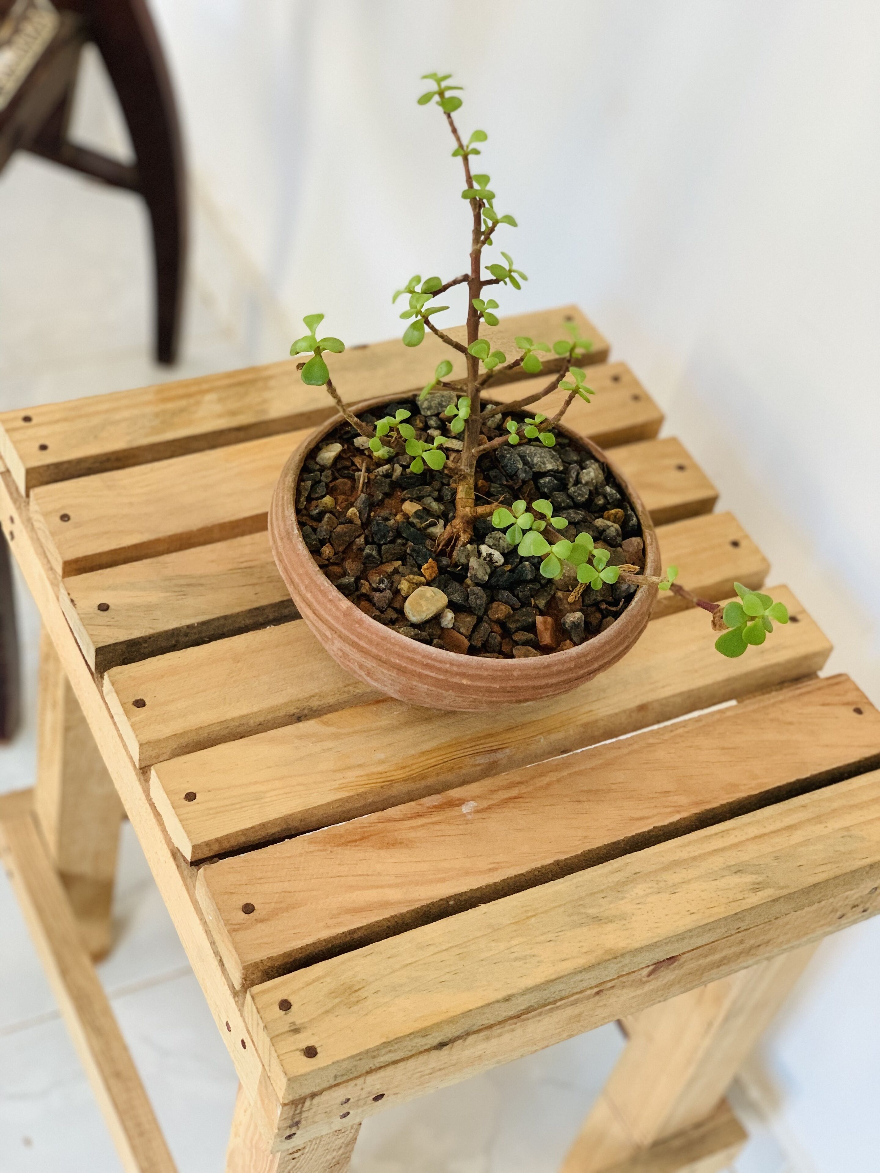 A potted plant on a wooden stool.