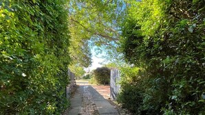 A paved pathway flanked by dense green foliage, leading to a gated area.