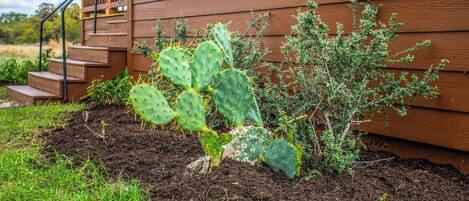 A wooden house with a garden featuring a cactus and small shrubs.