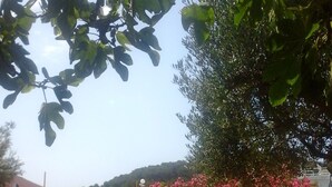 Un jardin avec différentes plantes et fleurs, un chemin pavé et un bâtiment en arrière-plan.