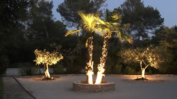 Ein angelegter Garten mit zwei beleuchteten Bäumen in einem runden Steinpflanzgefäß, umgeben von einem gepflasterten Weg und verschiedenen Sträuchern.