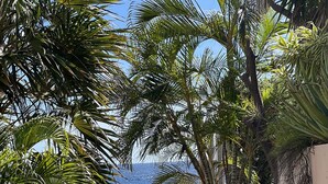 Paesaggio costiero con palme, una roccia a picco e un mare blu cristallino.