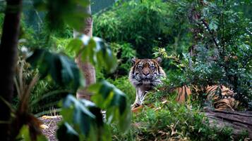 A tiger in a naturalistic enclosure with dense foliage and a wooden log structure.