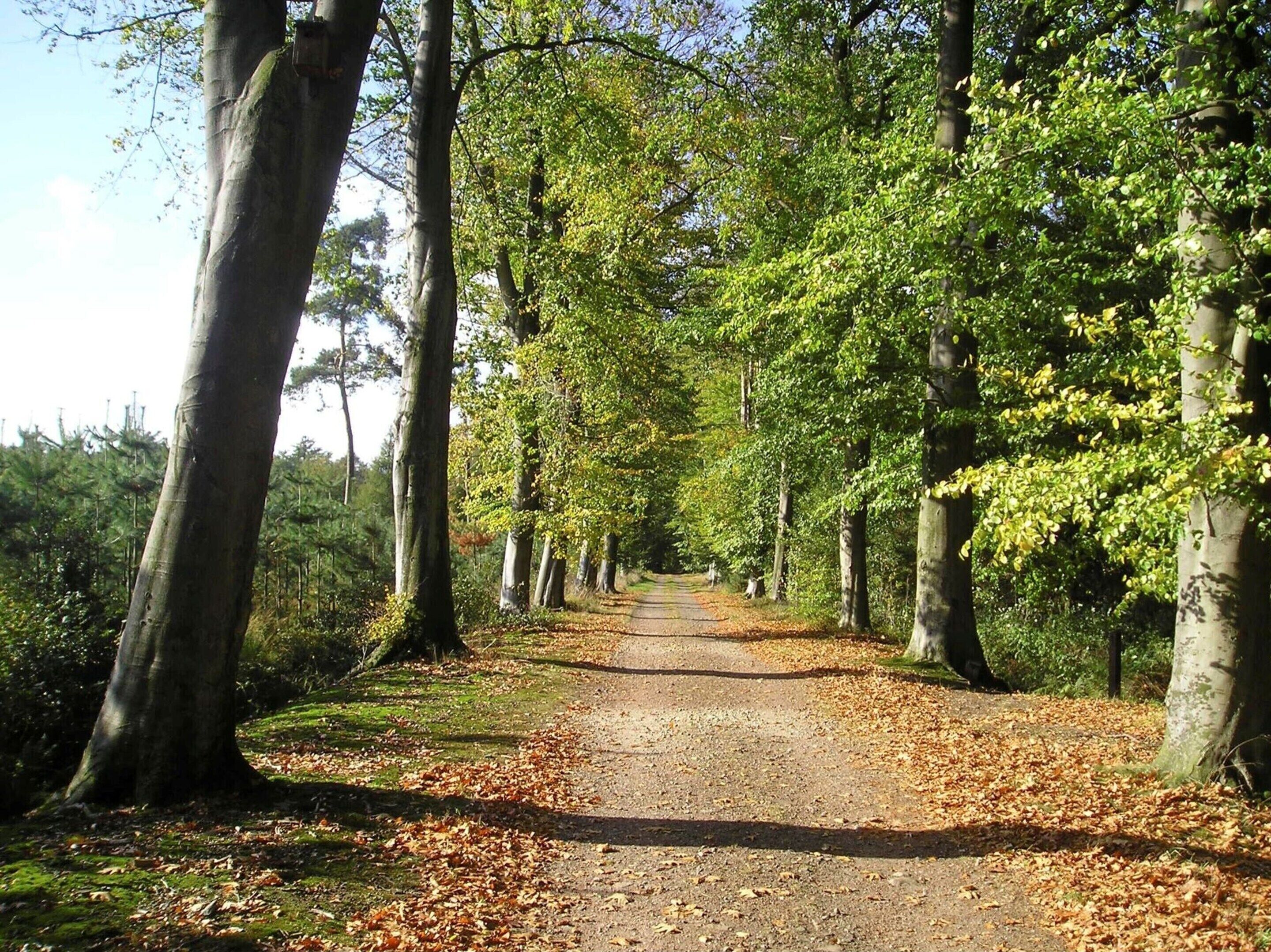 Eksteriør