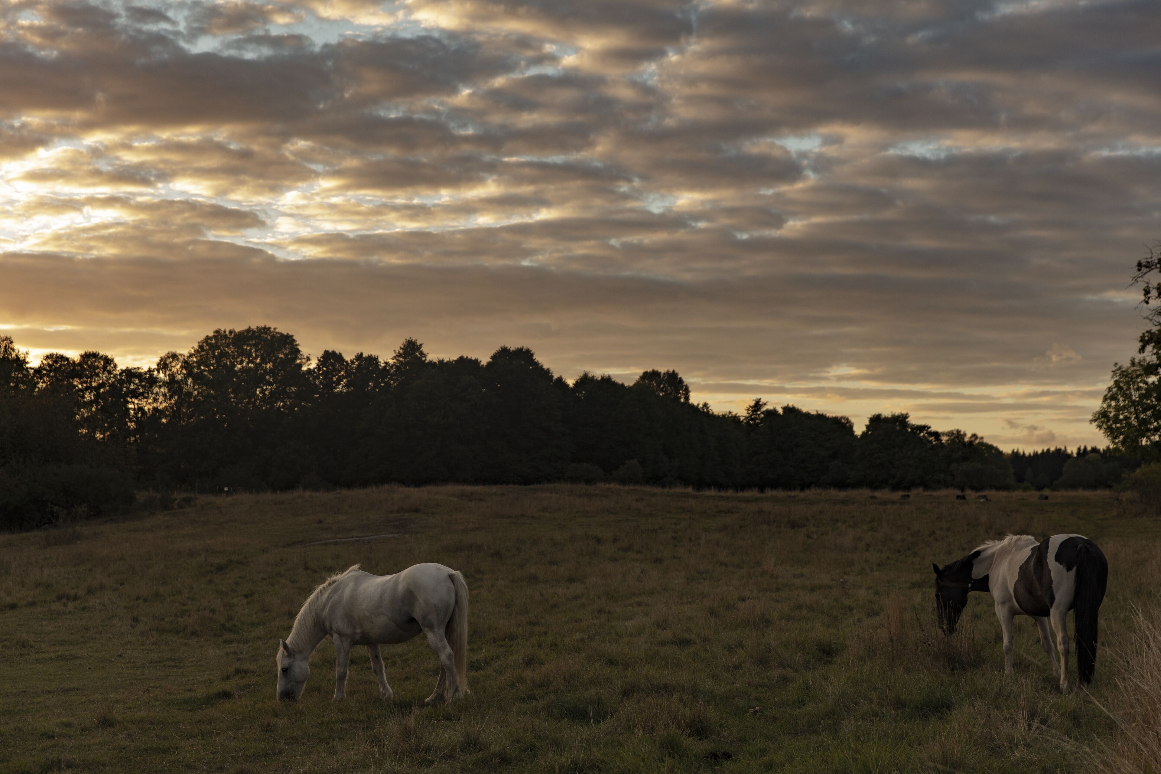 Un campo con dos caballos pastando.