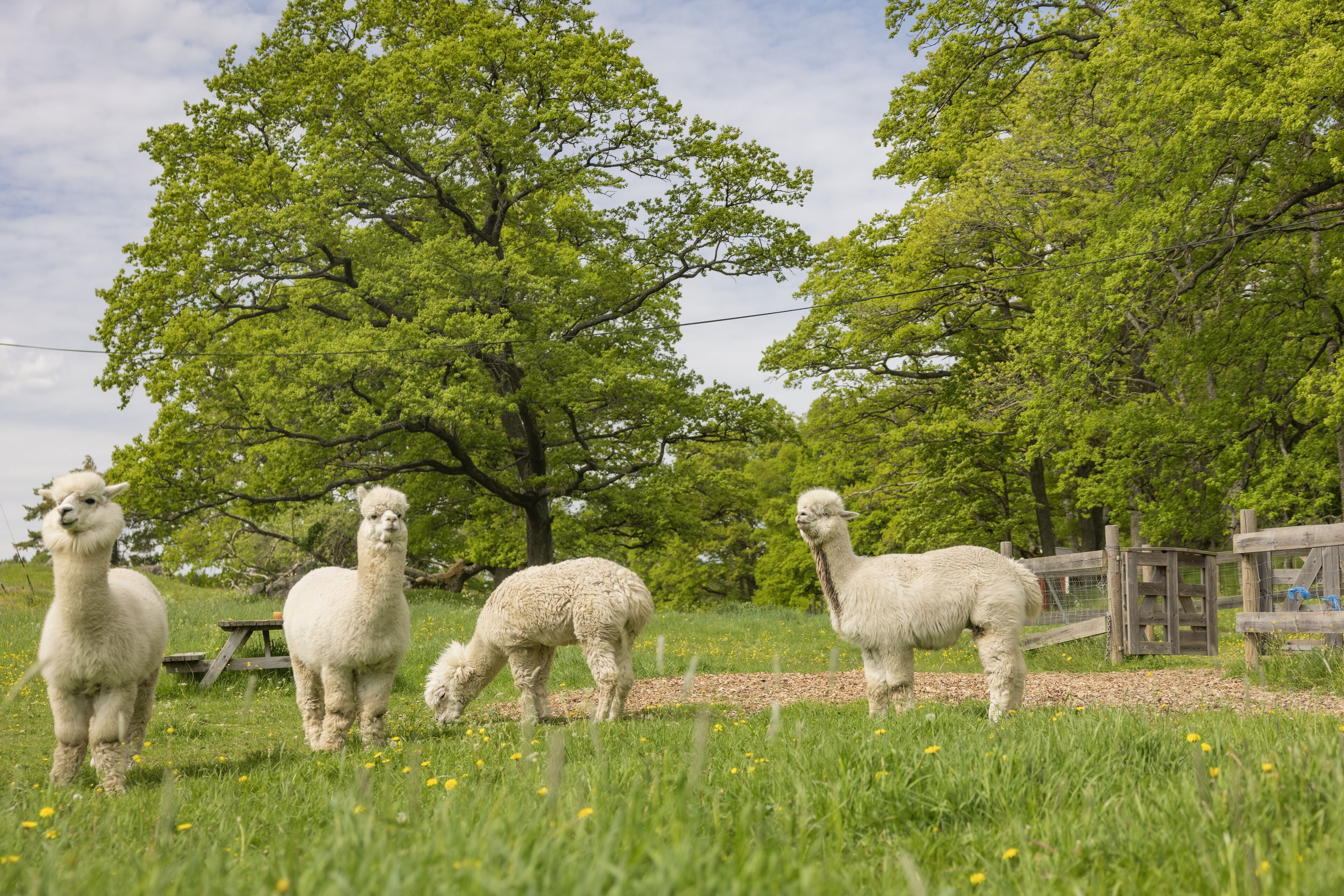 children’s activities