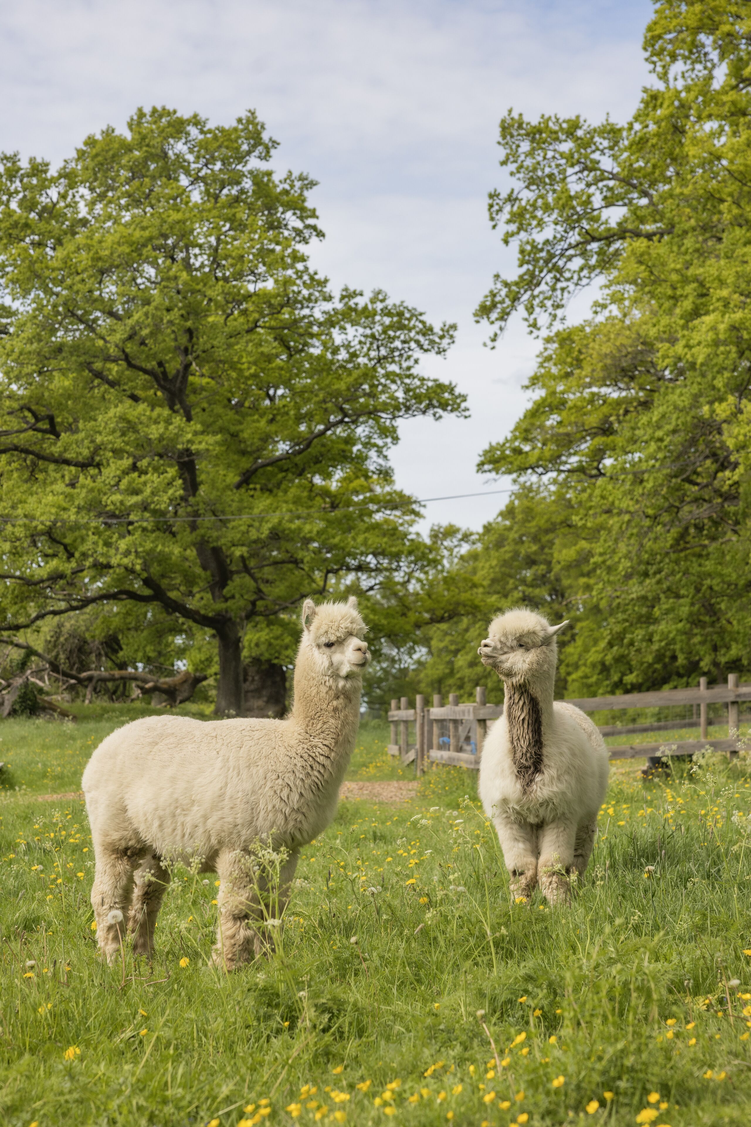 Twee alpaca's in een grasveld, met bomen en een houten omheining op de achtergrond.