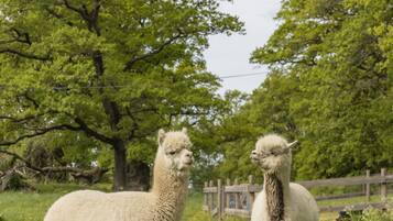 Twee alpaca's in een grasveld, met bomen en een houten omheining op de achtergrond.